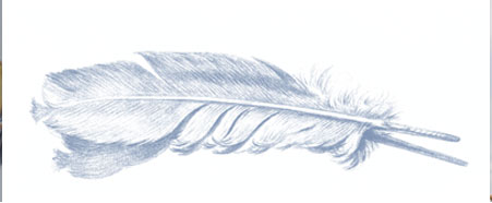 Dessin d'une plume d'oiseau horizontale en noir et blanc.